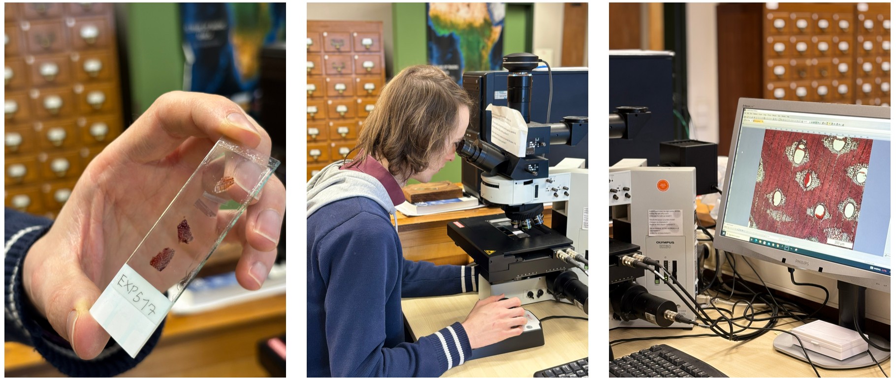 Analysing a piece of wood under a microscope