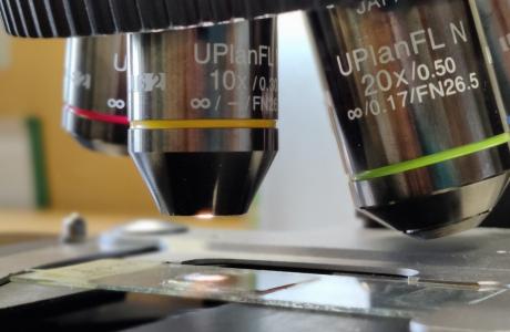 A thin section of wood under the microscope